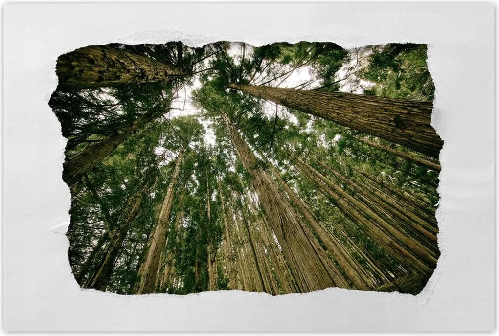 Poszterek 90x60 Fák