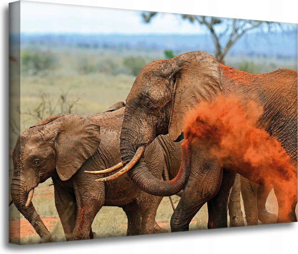 Vászonkép Elefánt pár Szavanna Afrika Természet 70x50 cm