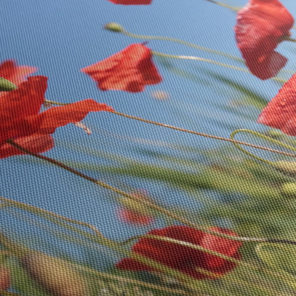 Kép - Pipacsok (120x50 cm)