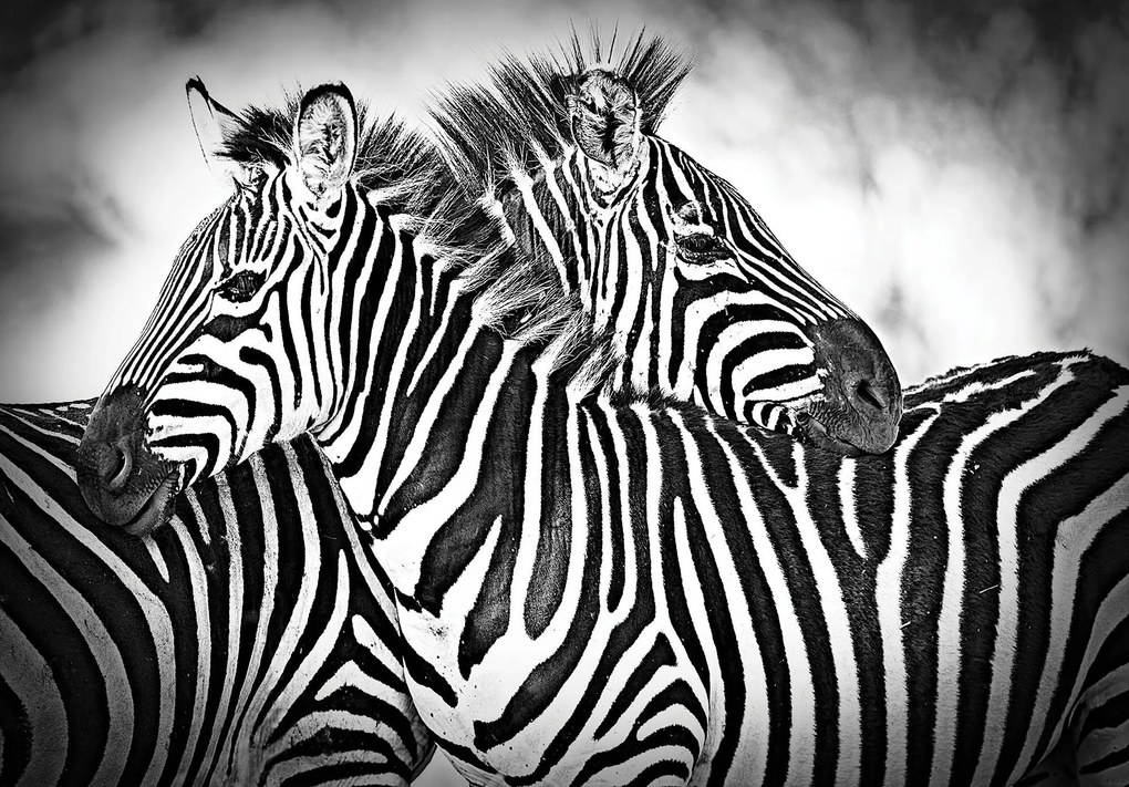 Fotótapéta Zebra afrikai fekete-fehér elegancia 254x184 nyugalom +ragasztó