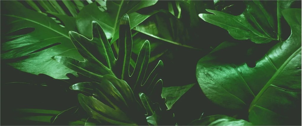 Kép - Pálmalevél (120x50 cm)