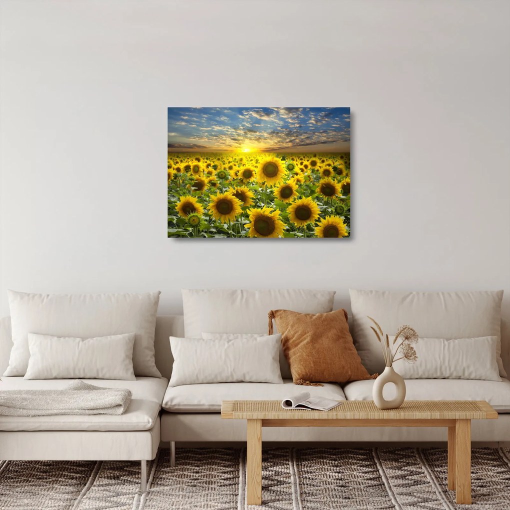 Üveg kép - Napraforgók naplementében (70x50 cm)