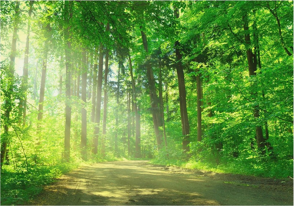 Fotótapéta Flizelin Dekoratív az irodába Erdei ösvény 208x146 Ragasztó