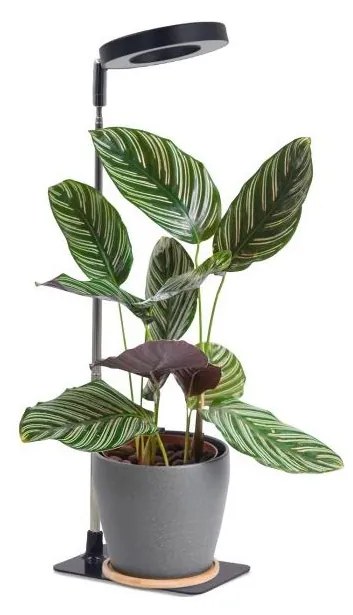 Fényerőszabályozható LED asztali növénynevelő lámpa VERDI LED/5W/5V 1300K fekete