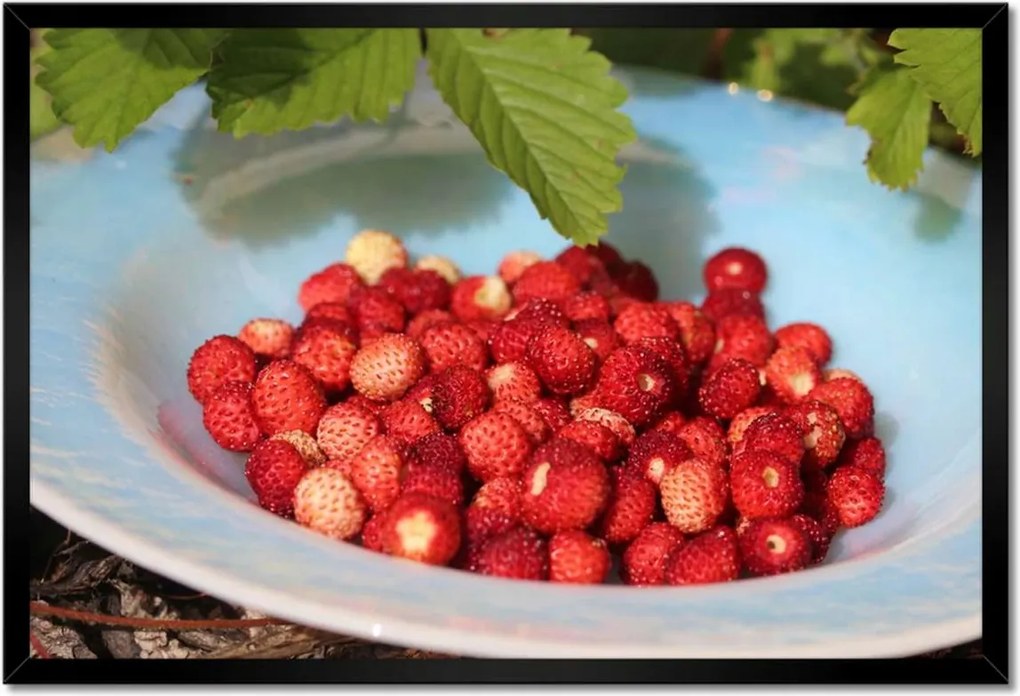 Poszterek keretben 60x40 Erdei szintek