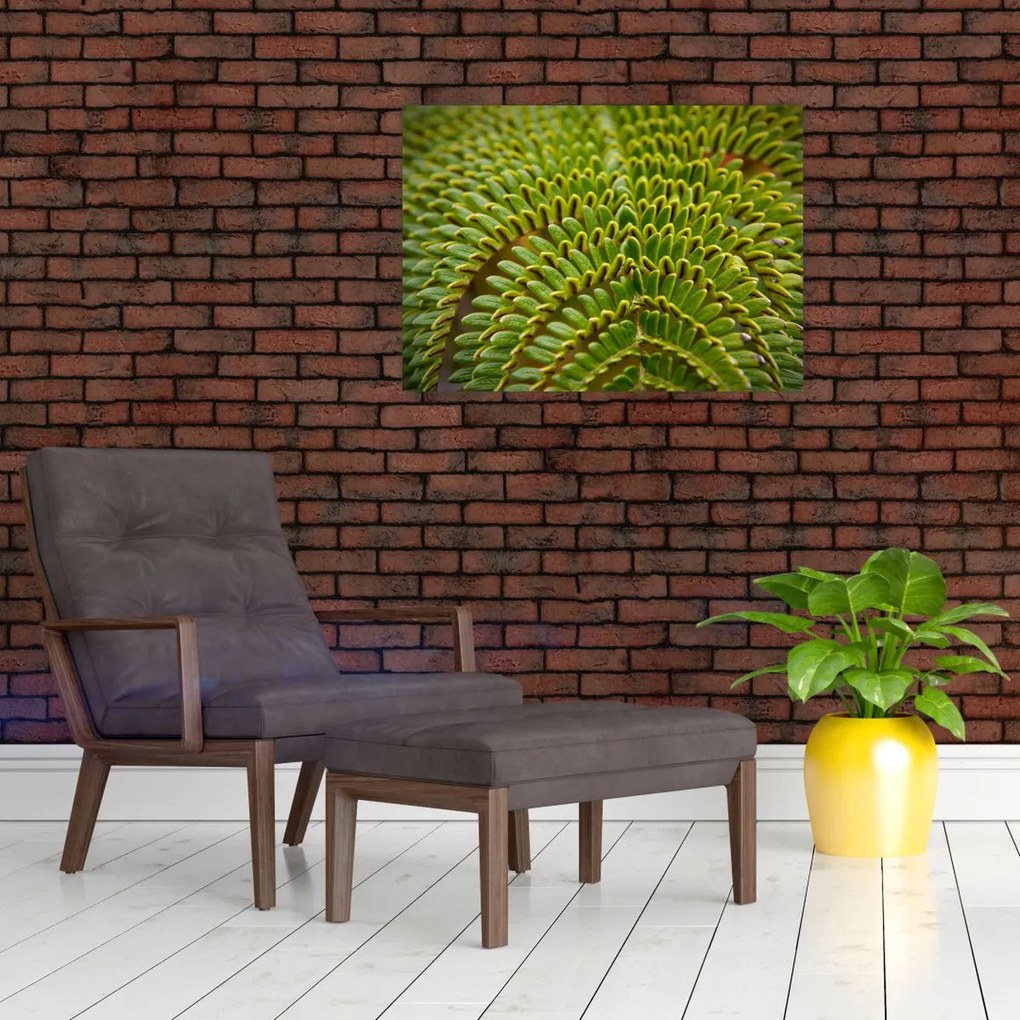 Üveg kép - Fern (70x50 cm)