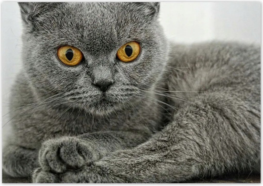 Fotótapéták 312x219 Brit rövidszőrű macska