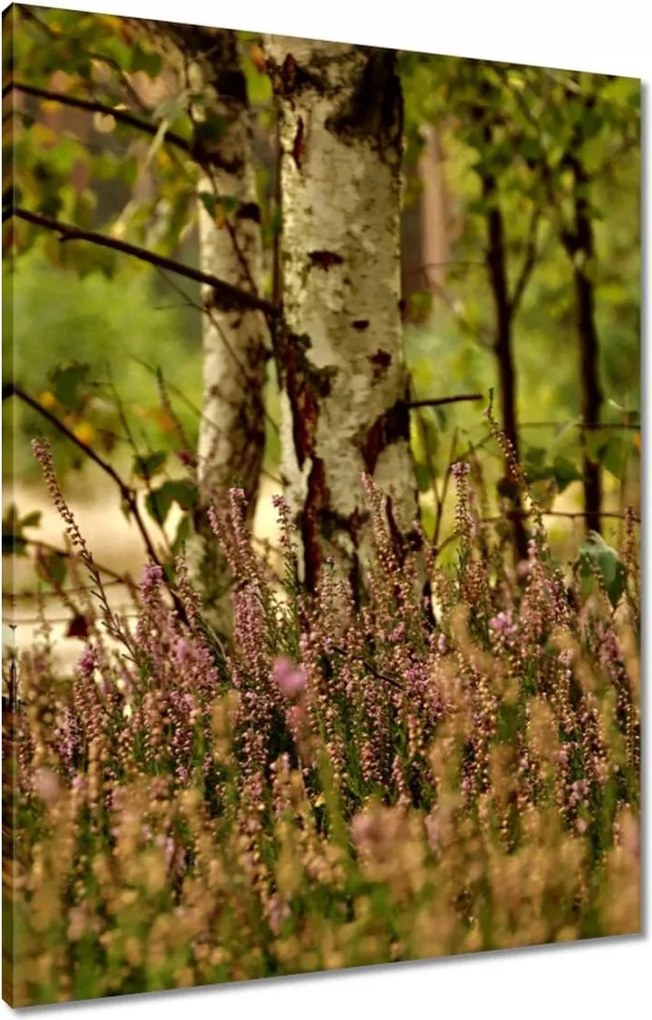 Vászonkép 60x80 Nyírfa a hangák között Erdő