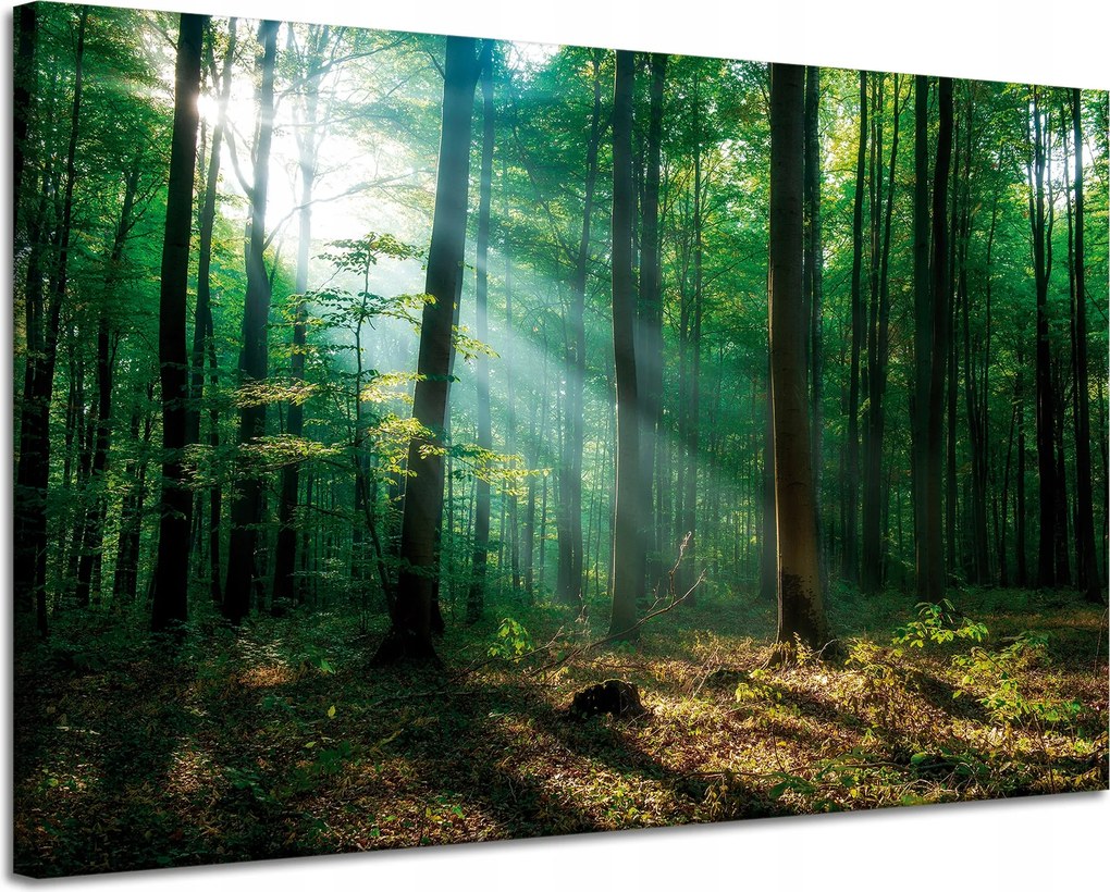 Vászonkép Erdő Fák Nap sugarai 120x80 cm Ideális ajándék
