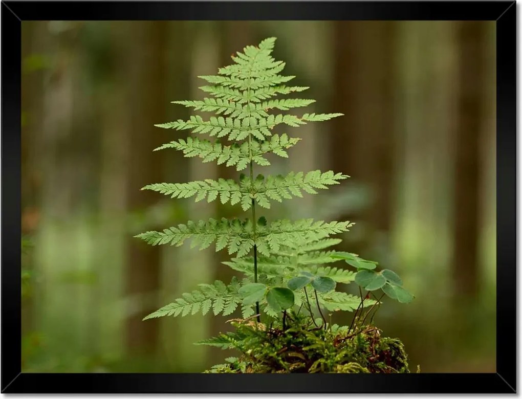 Poszterek keretben 40x30 Páfrány