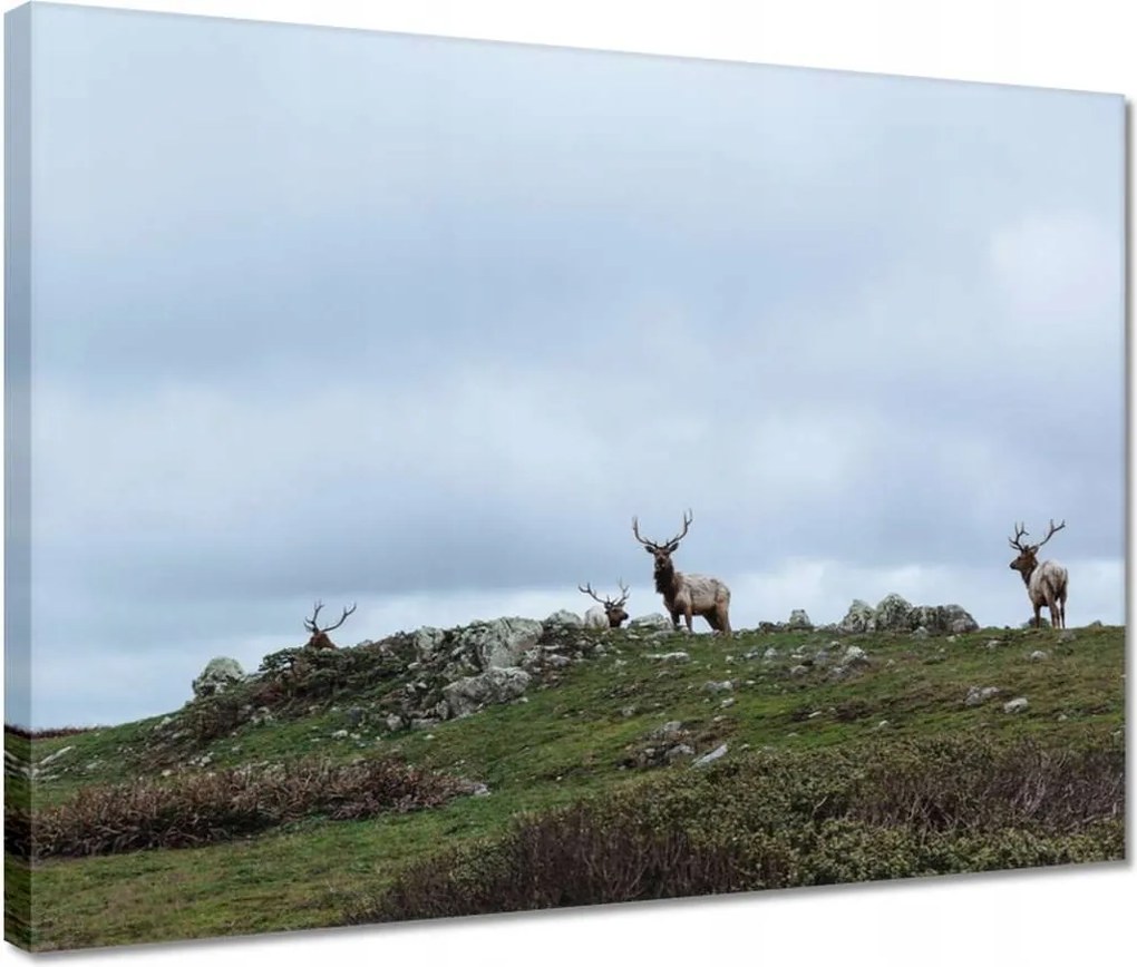 Vászonkép 40x30 Szarvas felszarvazott