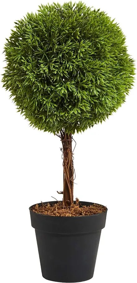FLORISTA mini cserepes bukszus, 35 cm magas
