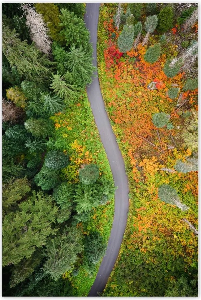 Poszterek 60x90 Út Erdő Ősz