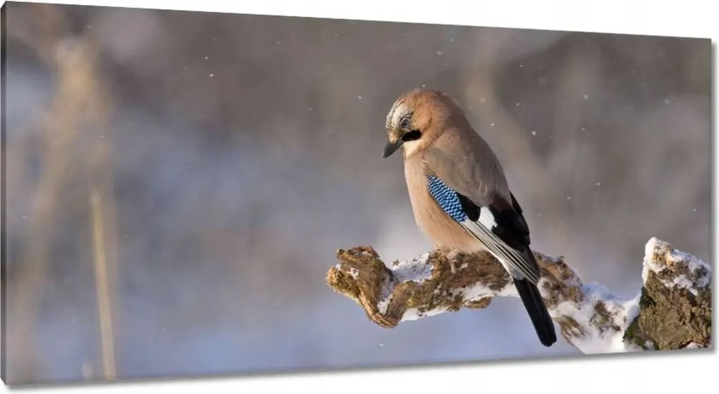 Vászonkép 115x55 Magányos madár Madár