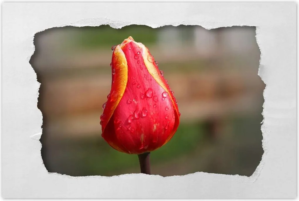 Poszterek 120x80 Piros-sárga tulipán