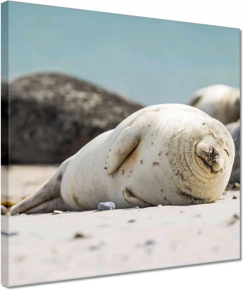 Vászonkép 30x30 Állatok