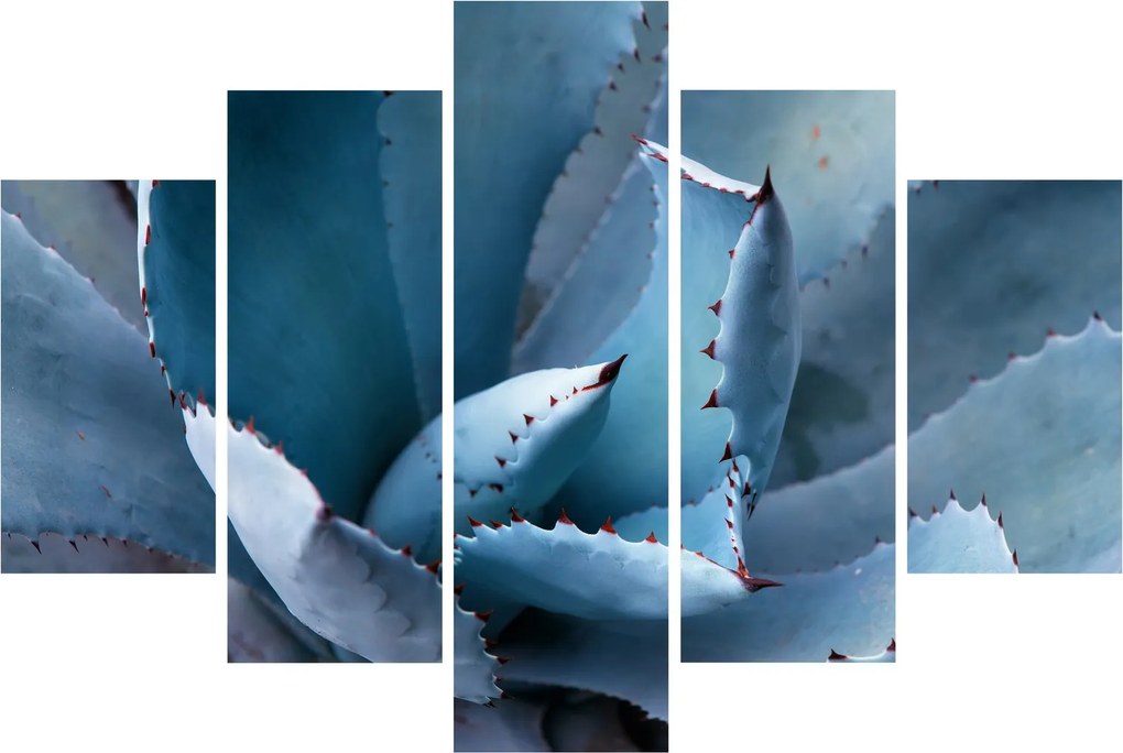 Kép - Agave (150x105 cm)