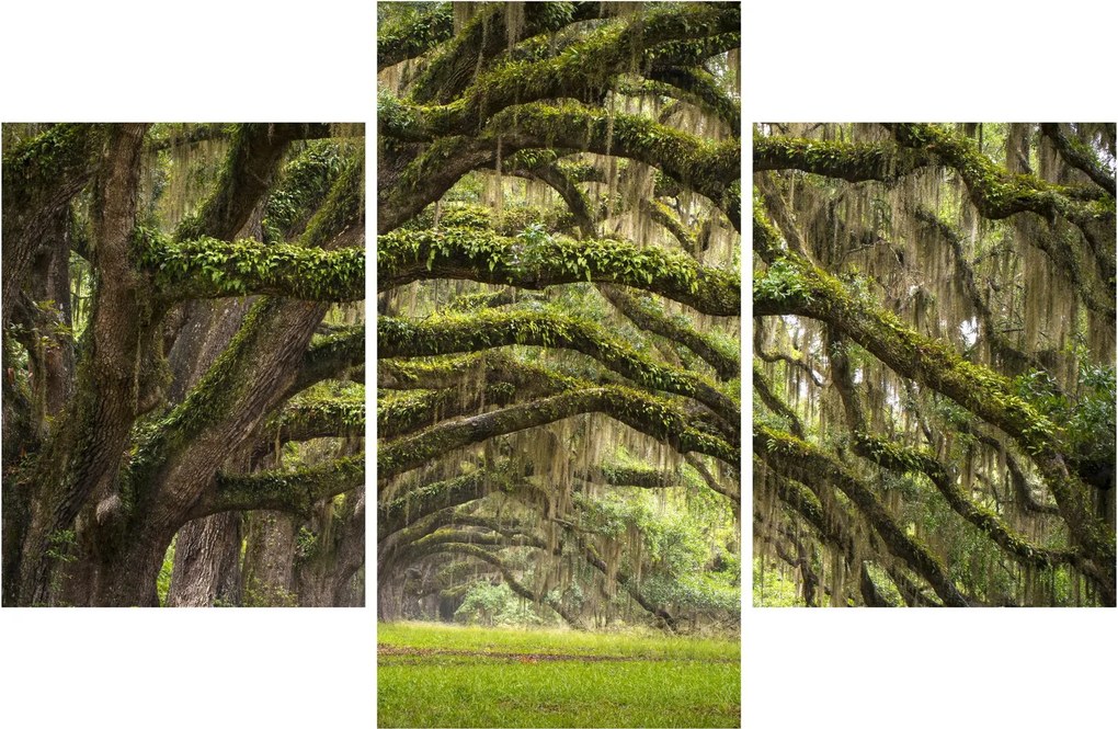 Kép - Oaks Avenue, Charleston, Dél-Karolina, Egyesült Államok (90x60 cm)