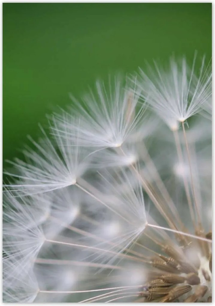 Poszterek 70x100 Pitypang Virág Virágok