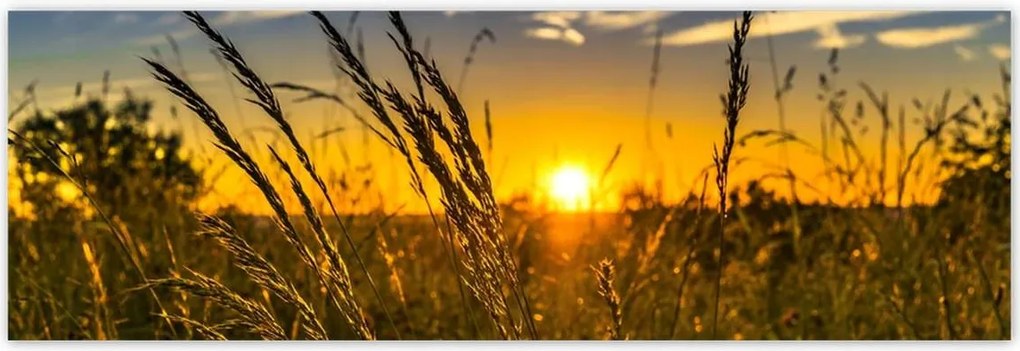 Poszterek 200x66 Naplemente a füvek között