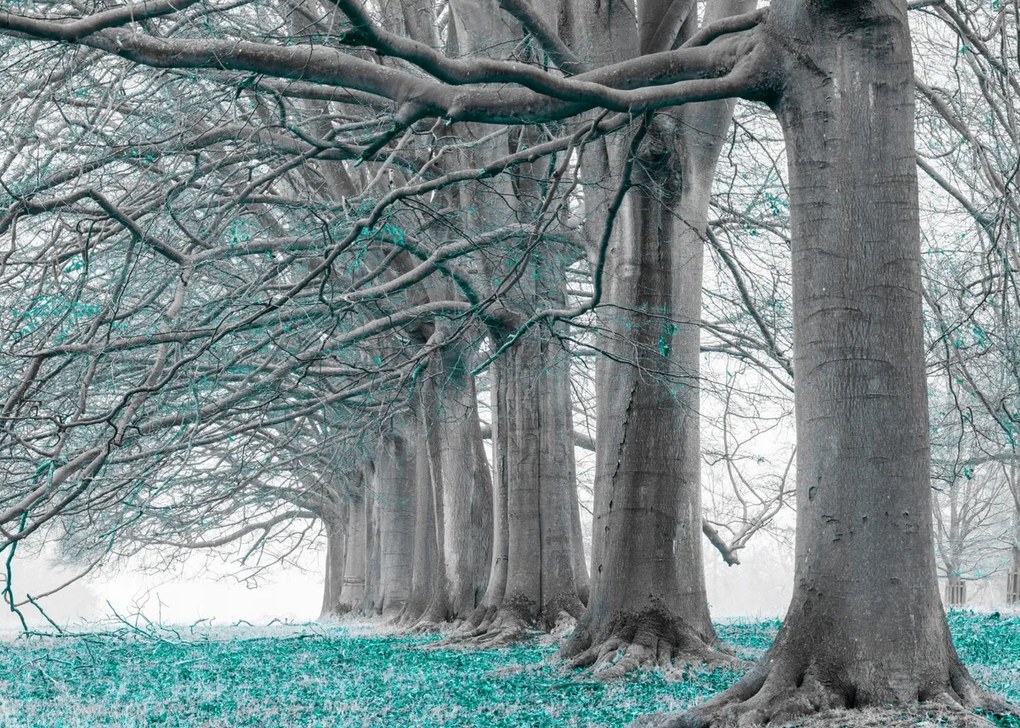 Poszter 70x50cm Fák egy sorban türkiz levelek, Assaf Frank