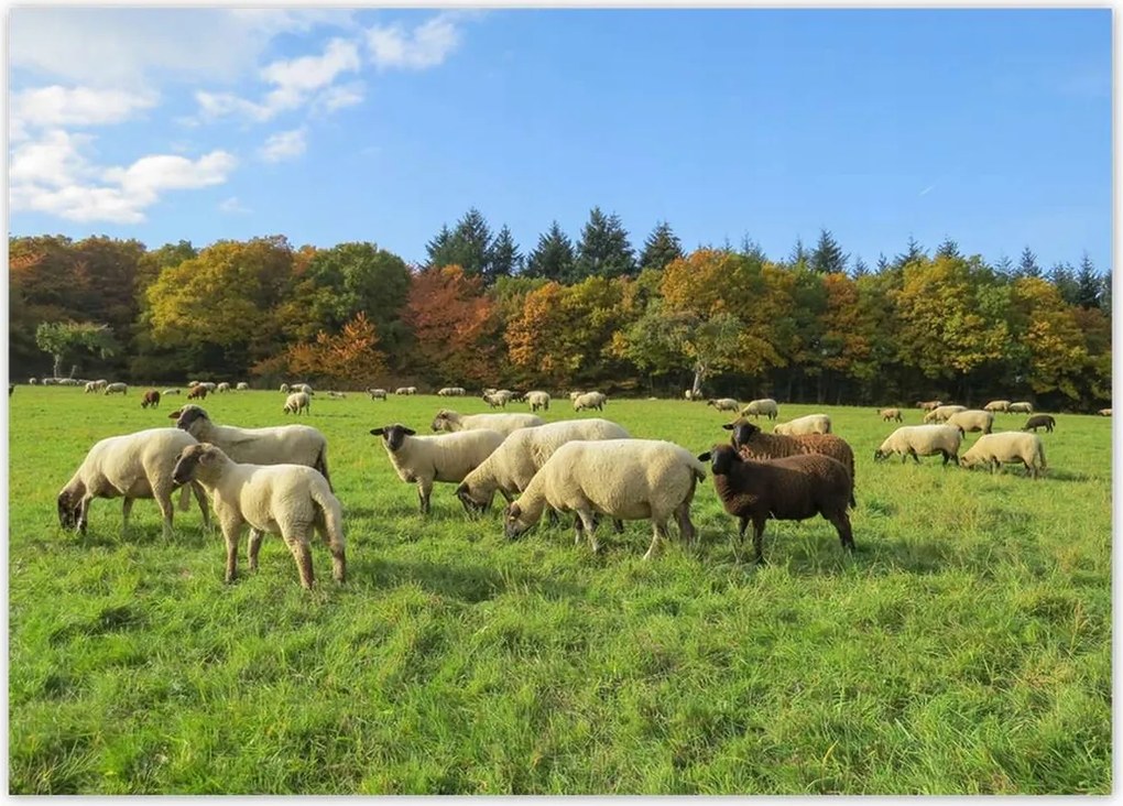 Poszterek 70x50 Juh legeltetés Bárányok Juhok