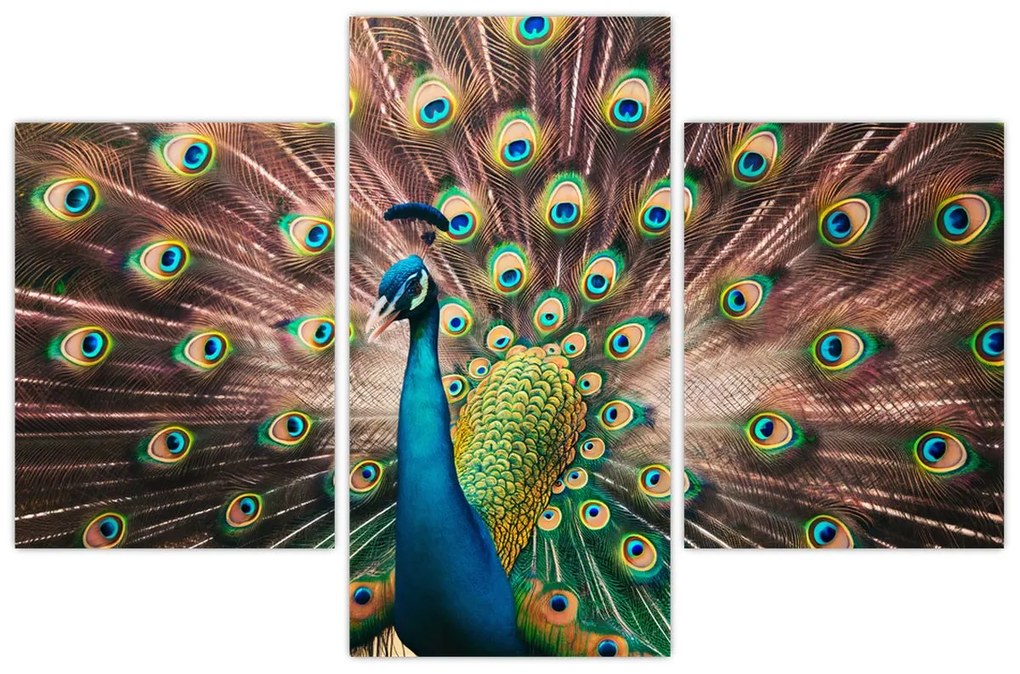 Kép - Páva (90x60 cm)