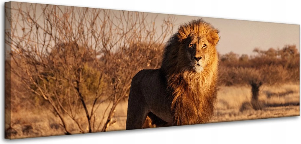 Vászonkép Oroszlán a szavanna közepén Naplemente 120x40 cm