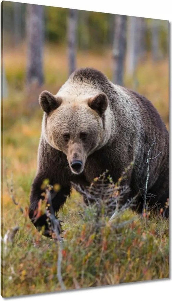 Vászonkép 80x120 Állatok