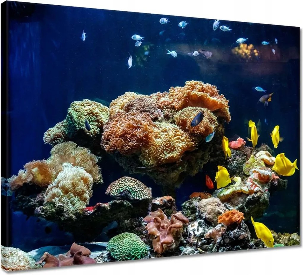 Vászonkép 50x40 Halak Korallzátony