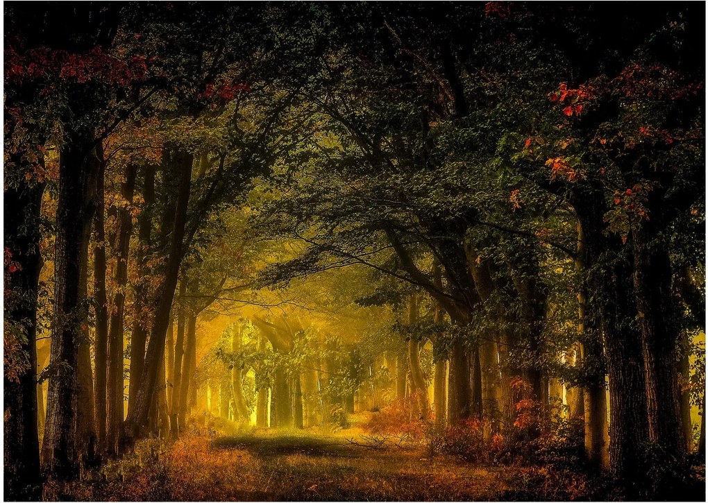 Erdő képe (üvegen) (70x50 cm)