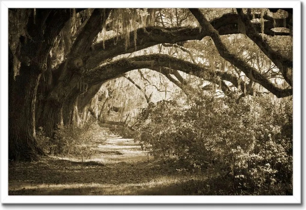 Poszterek keretben 60x40 Tölgyek a Szépia parkban