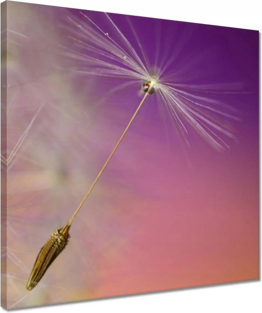 Vászonkép 40x40 Pitypang Virág Virágok