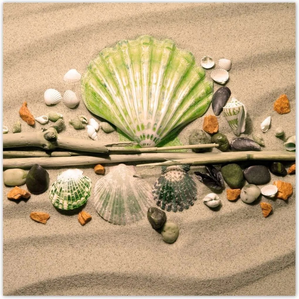 Poszterek 100x100 Lime kagyló Balti-tenger