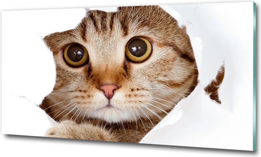 Fotó-kép fotó edzett üveg macska 100x70