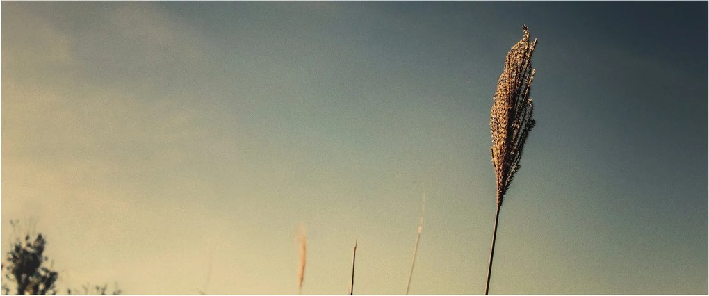 A fű képe (120x50 cm)