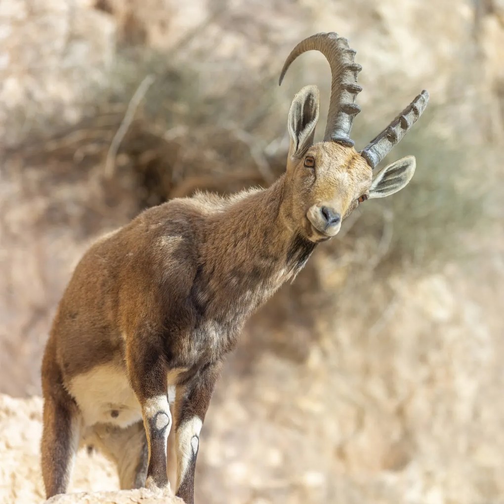 Poszter 80x80cm Ibex Nubiana, Assaf Frank