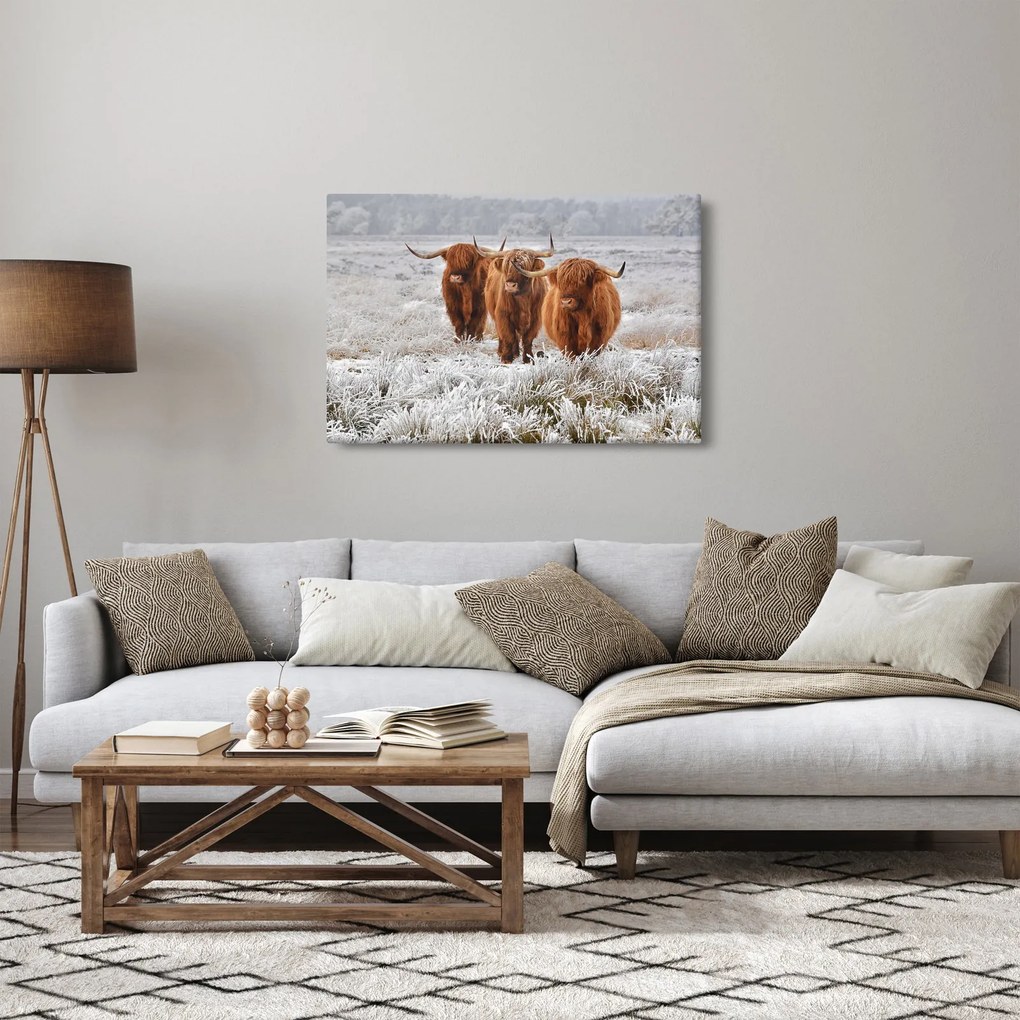 Kép - Skót tehenek (90x60 cm)