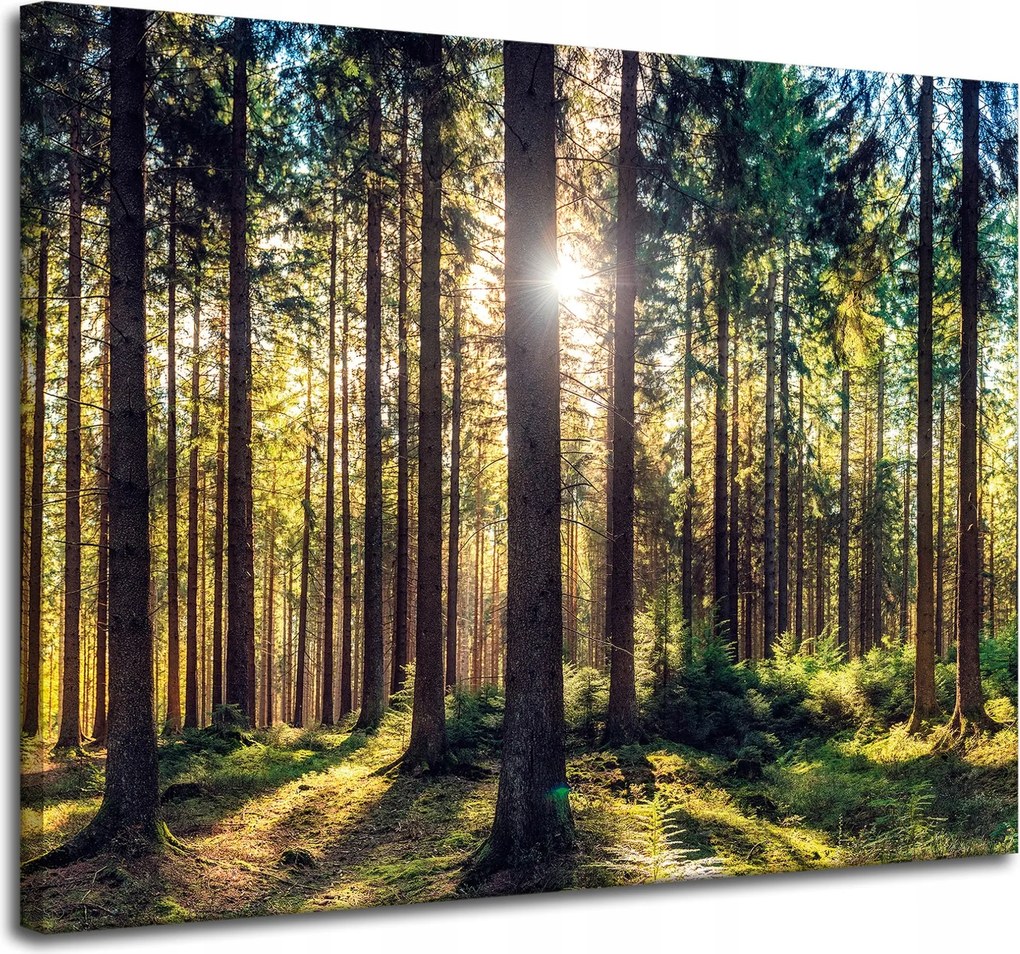 Vászonkép Erdő Nap Fák Tavasz Reggel 100x80 cm