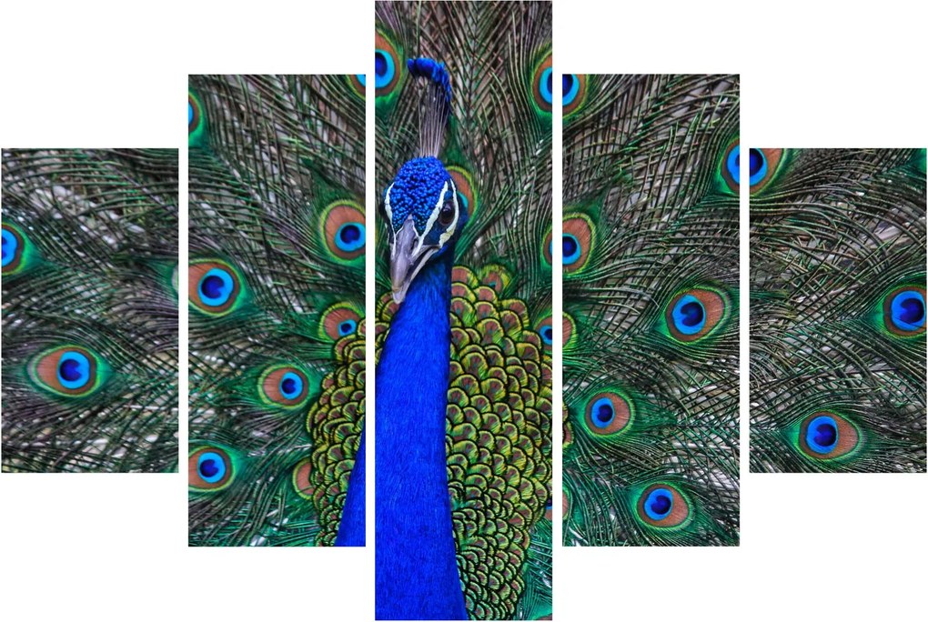 Kép - Páva (150x105 cm)