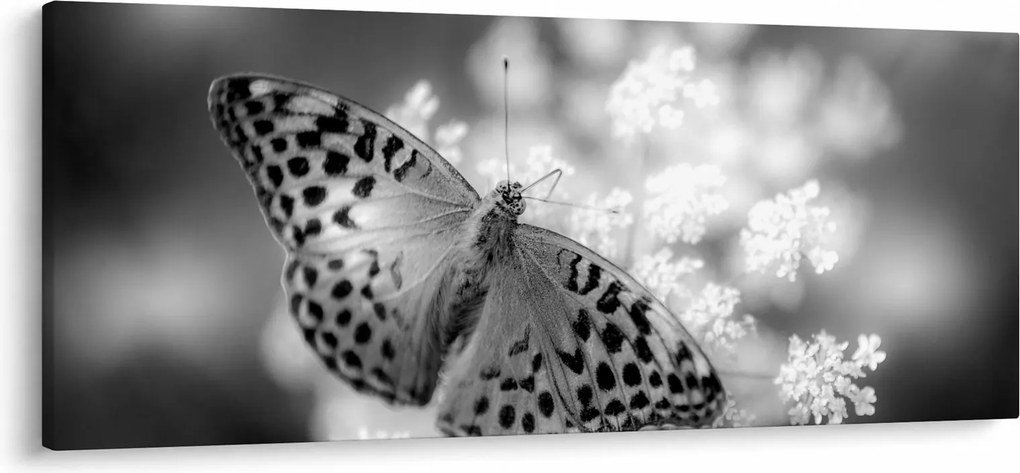 Kép - Részlet egy virágot beporzó pillangóról (120x50 cm)