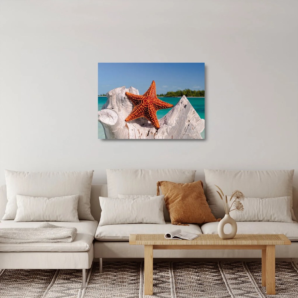 Egy tengeri csillag képe (üvegen) (70x50 cm)
