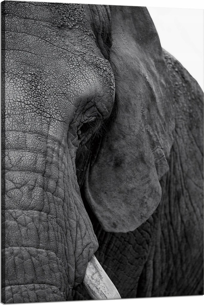 Vászonkép Szürke elefánt arca Szem Állat 80x120 cm