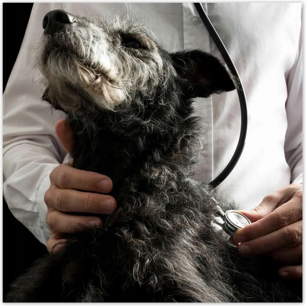 Poszterek 30x30 Kutya állatorvos vizsgálat