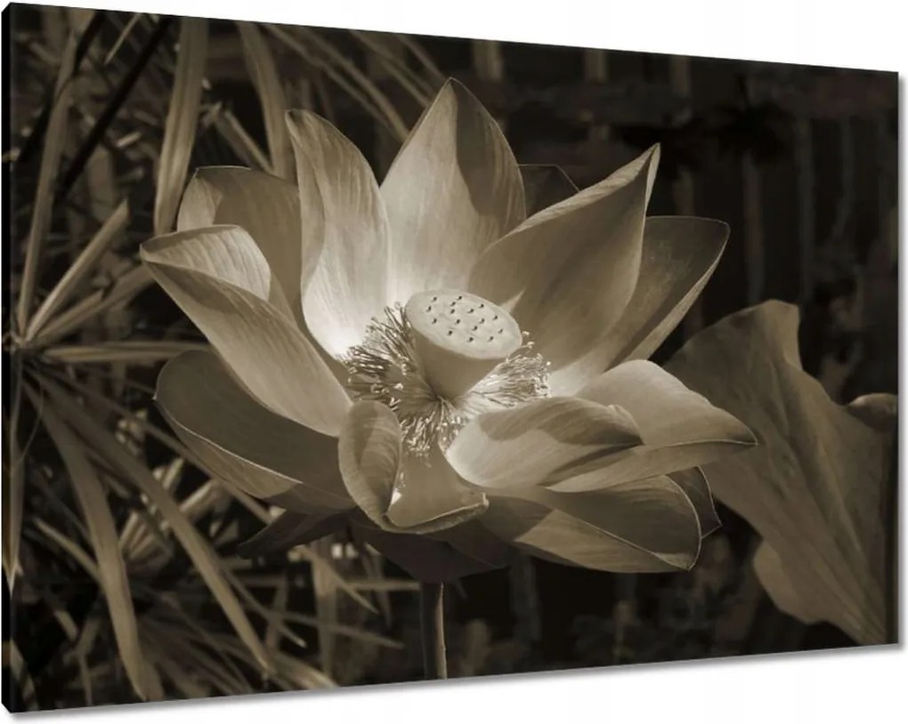 Vászonkép 100x70 Lótusz Lótuszvirág