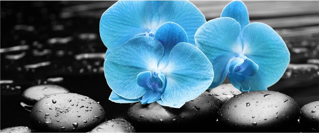 Kép - Kék orchidea (120x50 cm)