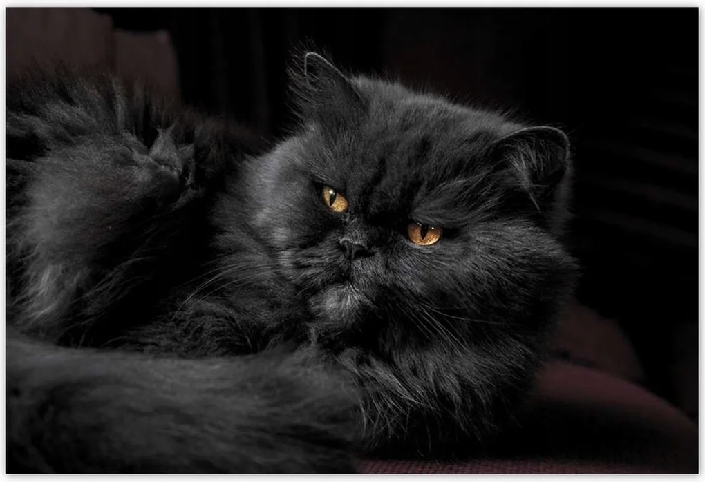 Poszterek 155x105 Cica Cicák