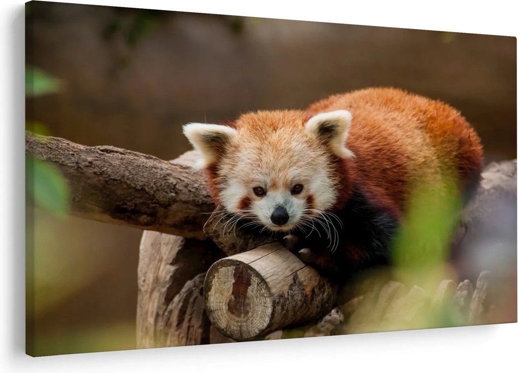 Vörös panda képe (90x60 cm)