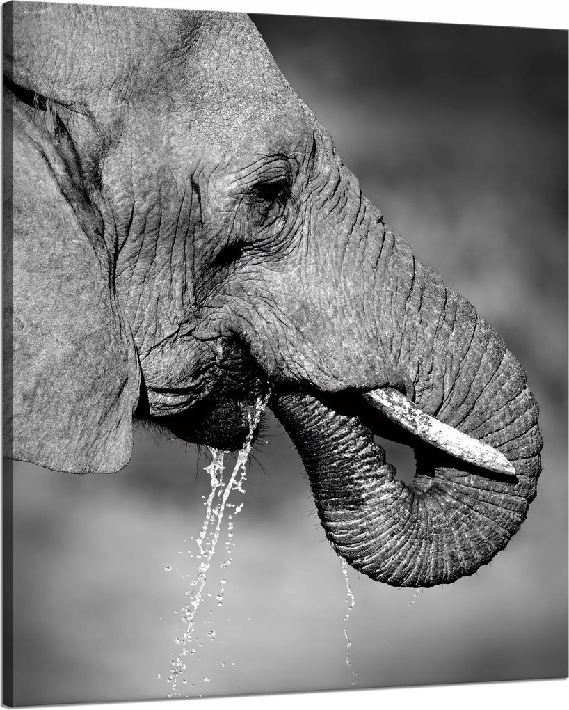 Vászonkép Fekete-fehér Vízivó elefánt 80x100 cm Ideális ajándék