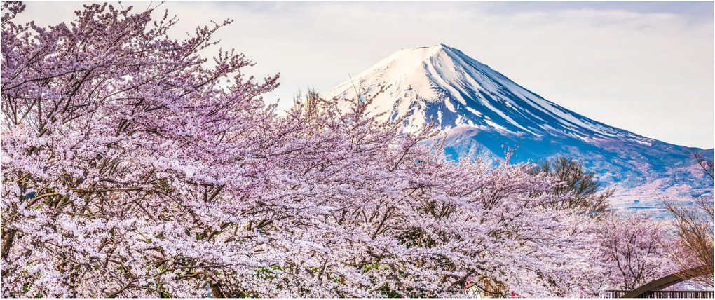 Kép - Japán tavasszal (120x50 cm)